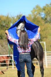 desensitizing horses tarps