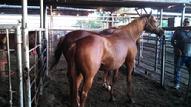 Slaughter Horse Sale