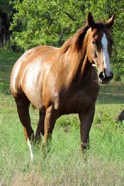 Round Mountain Mares