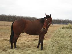 racehorse retirement