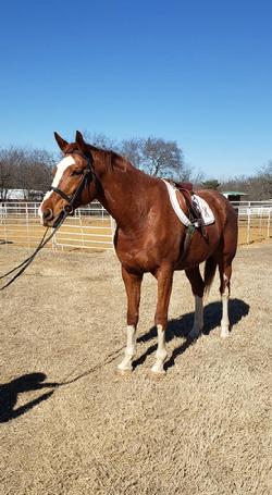 horses for adoption