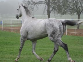 racehorse rescue