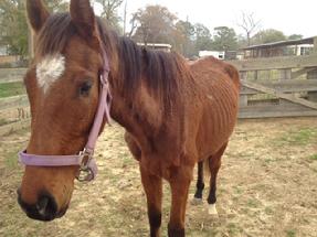 horse rescue