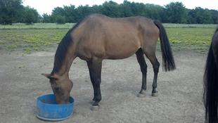 foster horse