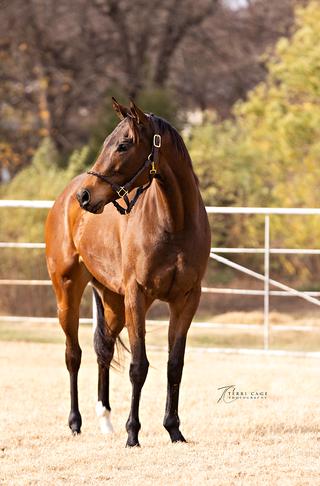 trail riding prospect