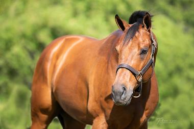 Retired Racehorse Project