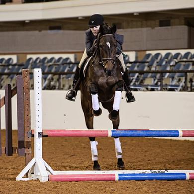 Thoroughbreds for sale