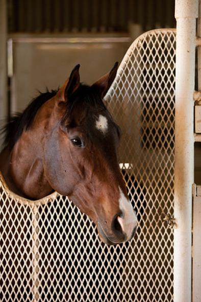 Companion Horses for adoption