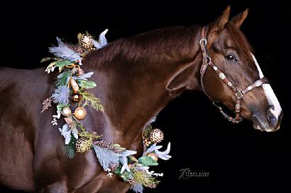 Terri Cage Photography