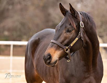 aftercare for racehorses