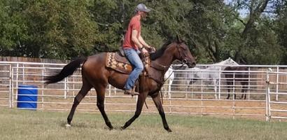 retraining racehorses