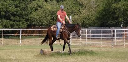 second career thoroughbreds