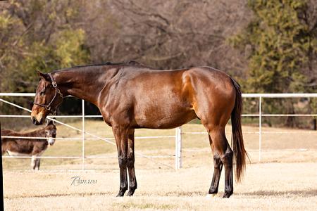 thoroughbred adoption