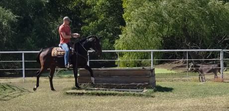 horse obstacle course