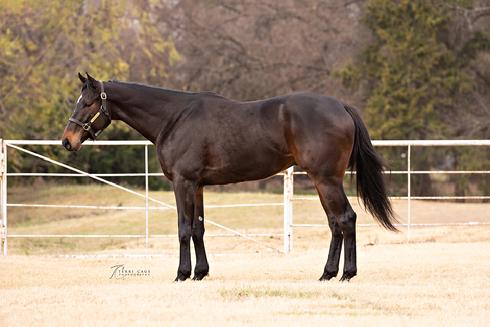thoroughbred