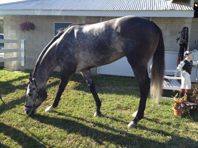 grey horses