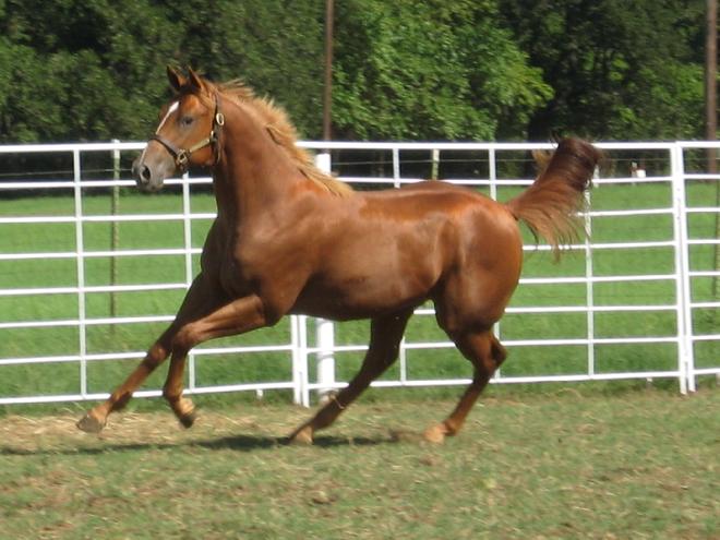 Del Mar Paddock Sale