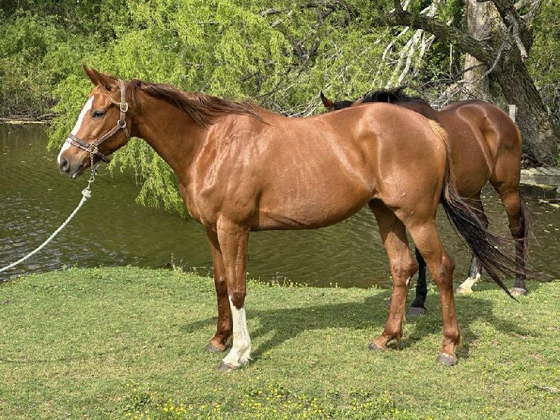 kill pen rescues